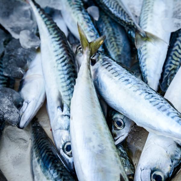 North Queensland Export Seafood Cold Storage and Logistics